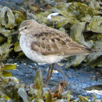 White-rumped Sandpiper